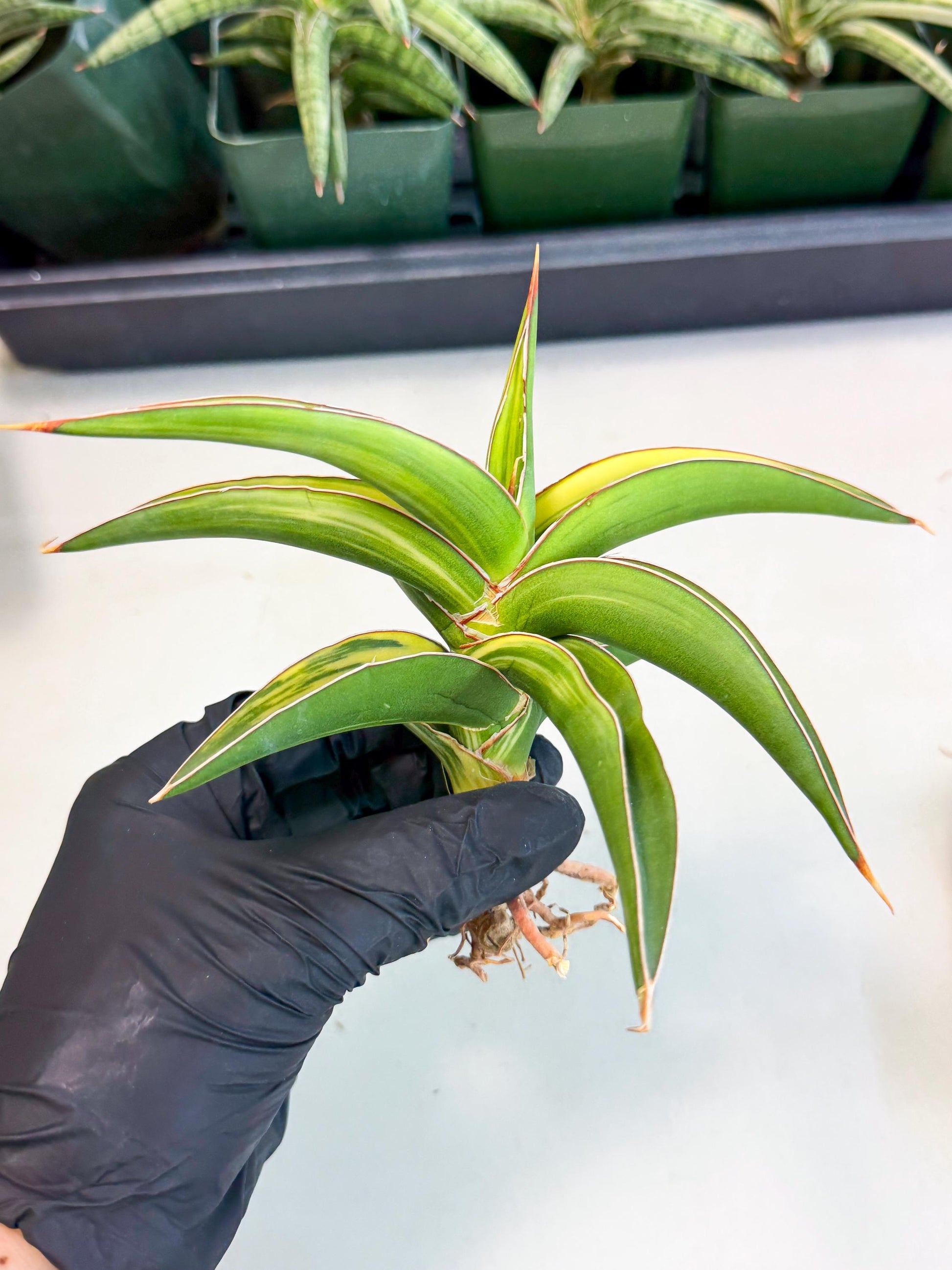 Sansevieria Robusta Narrow Leaf Var (ca4) (y) | Imported House Plants