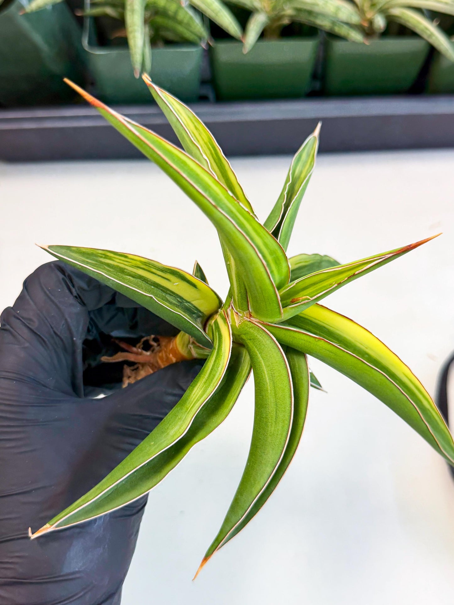 Sansevieria Robusta Narrow Leaf Var (ca4) (y) | Imported House Plants