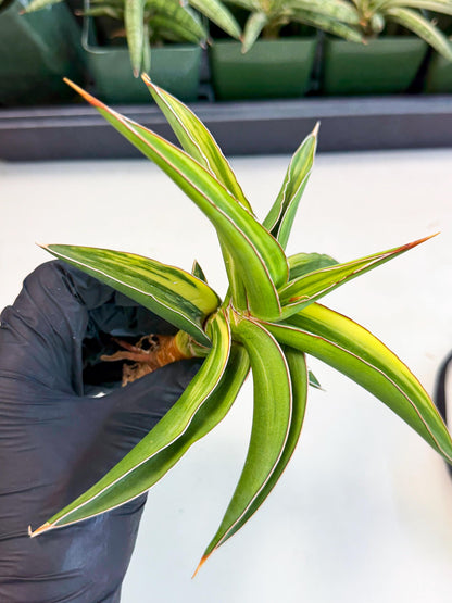 Sansevieria Robusta Narrow Leaf Var (ca4) (y) | Imported House Plants