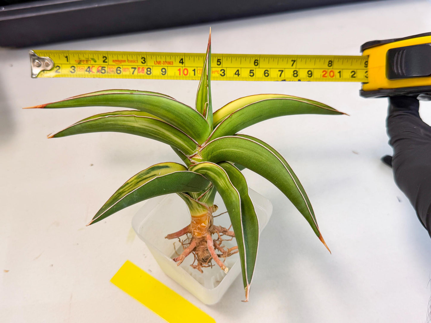 Sansevieria Robusta Narrow Leaf Var (ca4) (y) | Imported House Plants