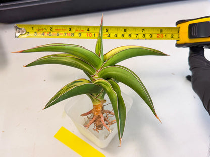 Sansevieria Robusta Narrow Leaf Var (ca4) (y) | Imported House Plants