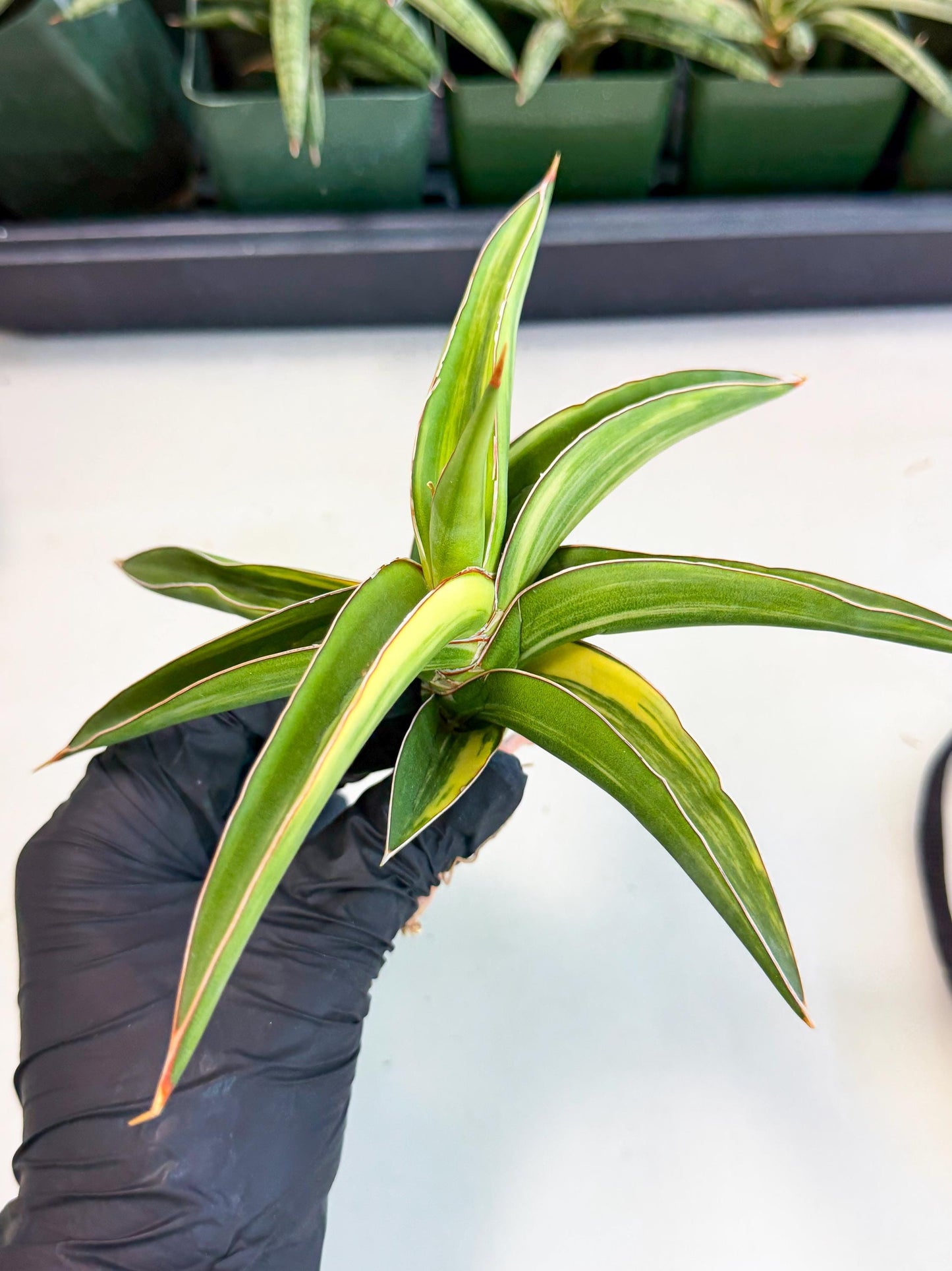 Sansevieria Robusta Narrow Leaf Var (ca4) (y) | Imported House Plants