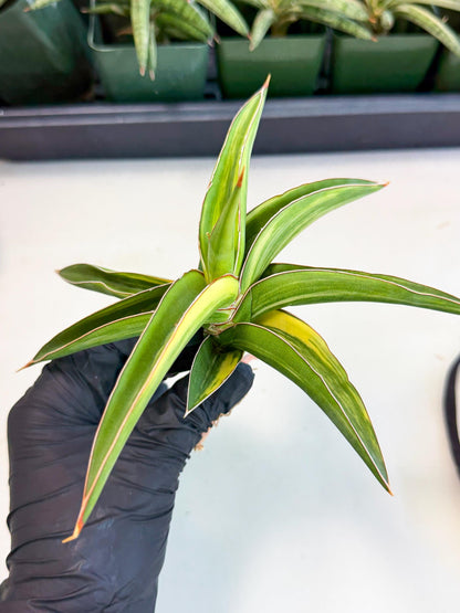 Sansevieria Robusta Narrow Leaf Var (ca4) (y) | Imported House Plants
