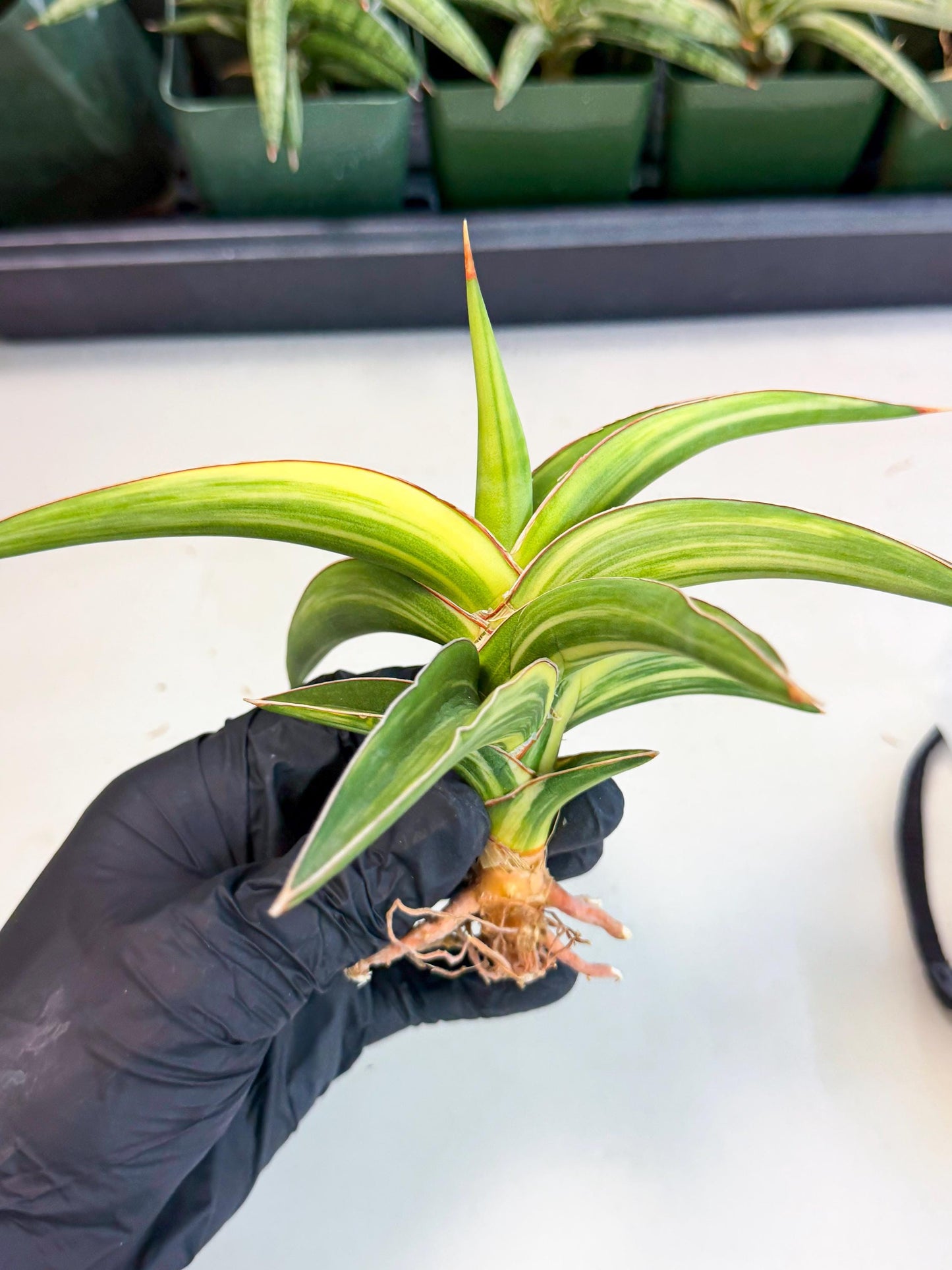 Sansevieria Robusta Narrow Leaf Var (ca4) (y) | Imported House Plants