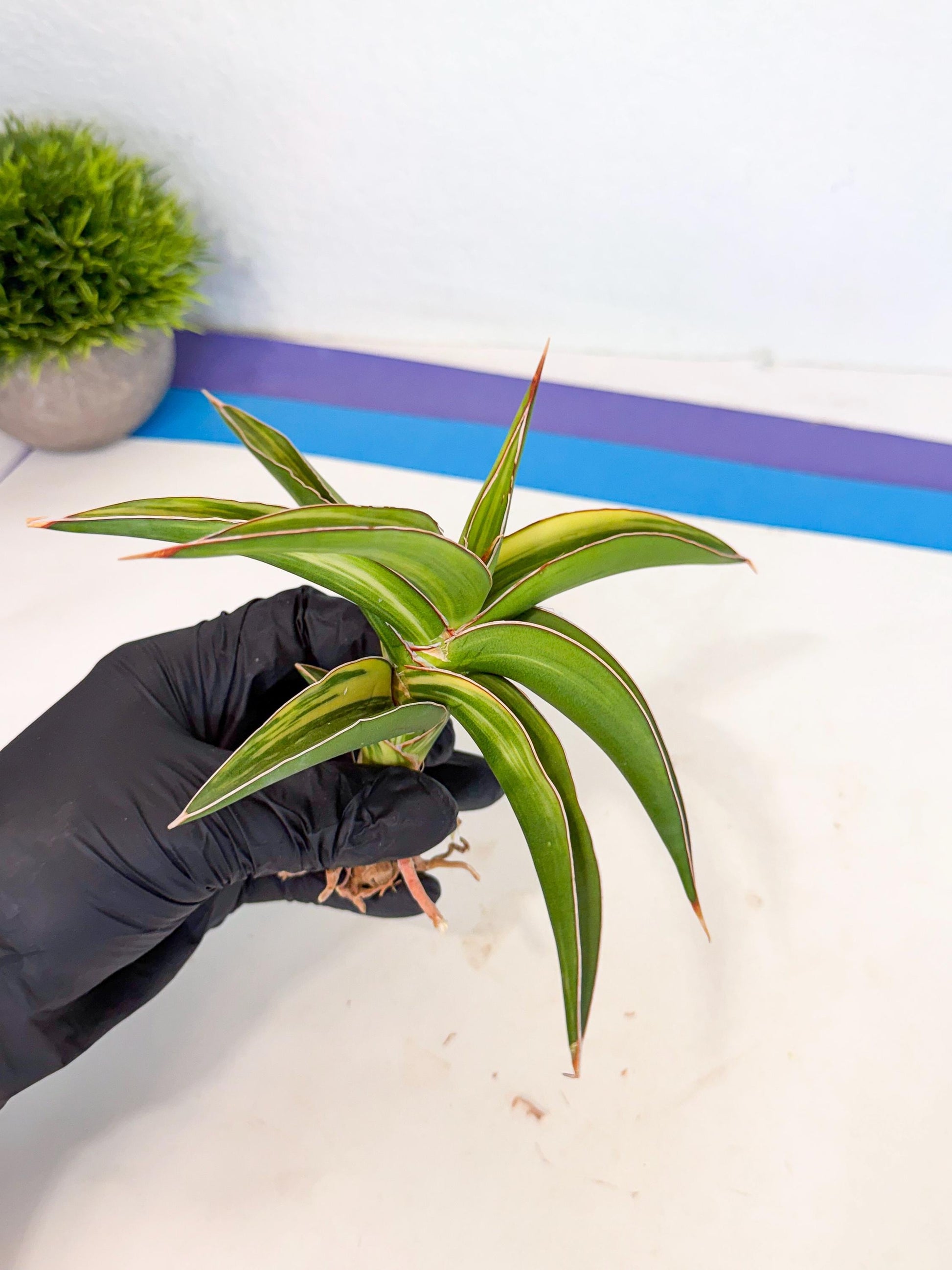 Sansevieria Robusta Narrow Leaf Var (ca4) (y) | Imported House Plants
