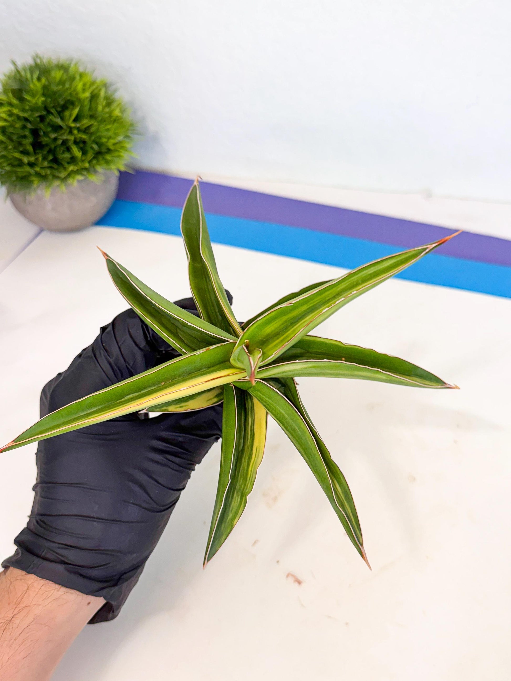 Sansevieria Robusta Narrow Leaf Var (ca4) (y) | Imported House Plants
