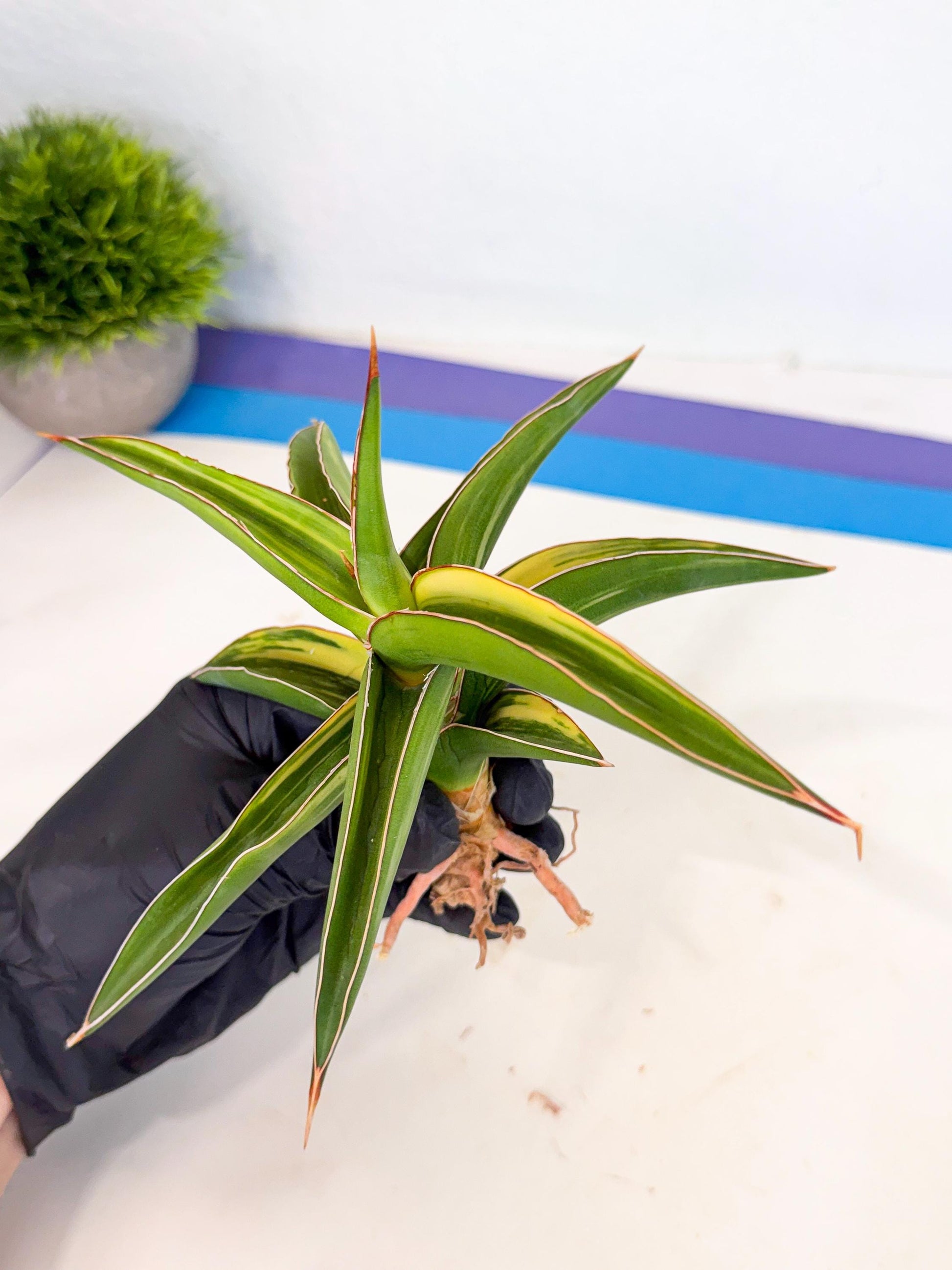 Sansevieria Robusta Narrow Leaf Var (ca4) (y) | Imported House Plants