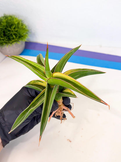 Sansevieria Robusta Narrow Leaf Var (ca4) (y) | Imported House Plants