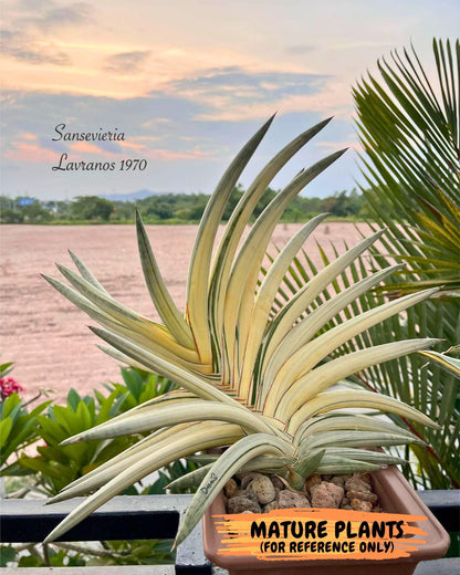 Sansevieria Lav 1970 var (ca4) (g) | Imported