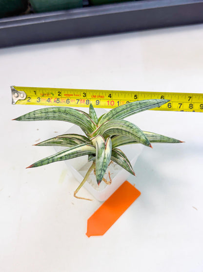Sansevieria Lav 1970 var (ca4) (o) | Imported