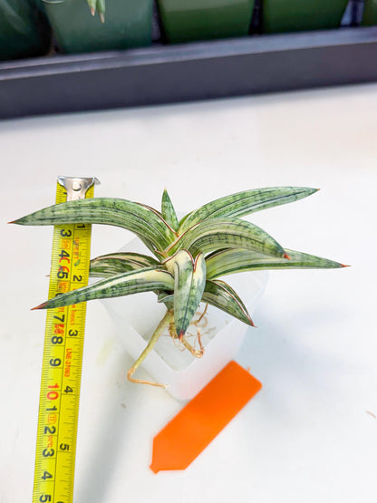 Sansevieria Lav 1970 var (ca4) (o) | Imported