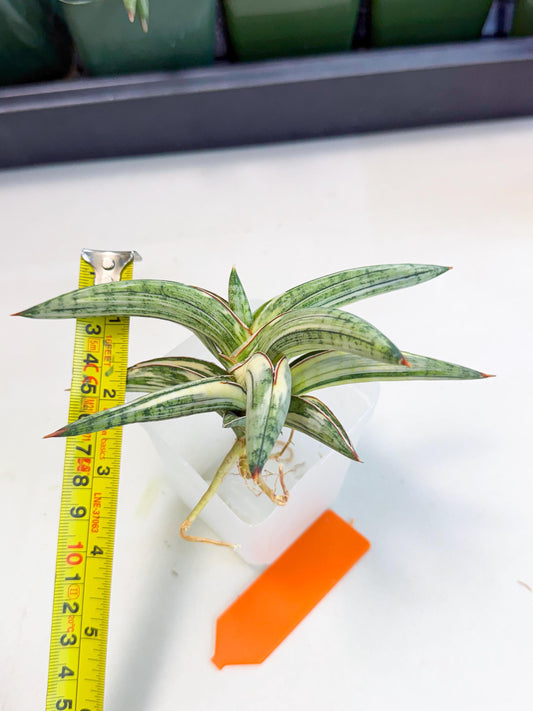 Sansevieria Lav 1970 var (ca4) (o) | Imported