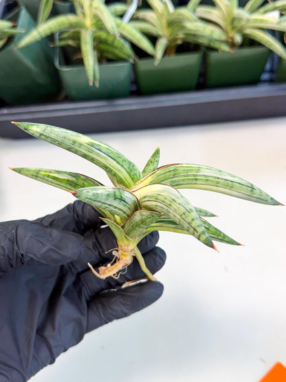Sansevieria Lav 1970 var (ca4) (o) | Imported