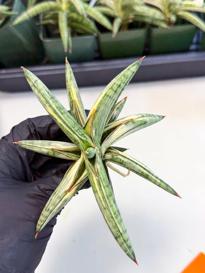 Sansevieria Lav 1970 var (ca4) (o) | Imported