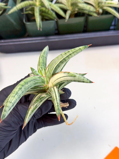 Sansevieria Lav 1970 var (ca4) (o) | Imported