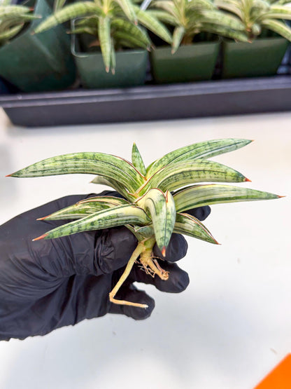 Sansevieria Lav 1970 var (ca4) (o) | Imported