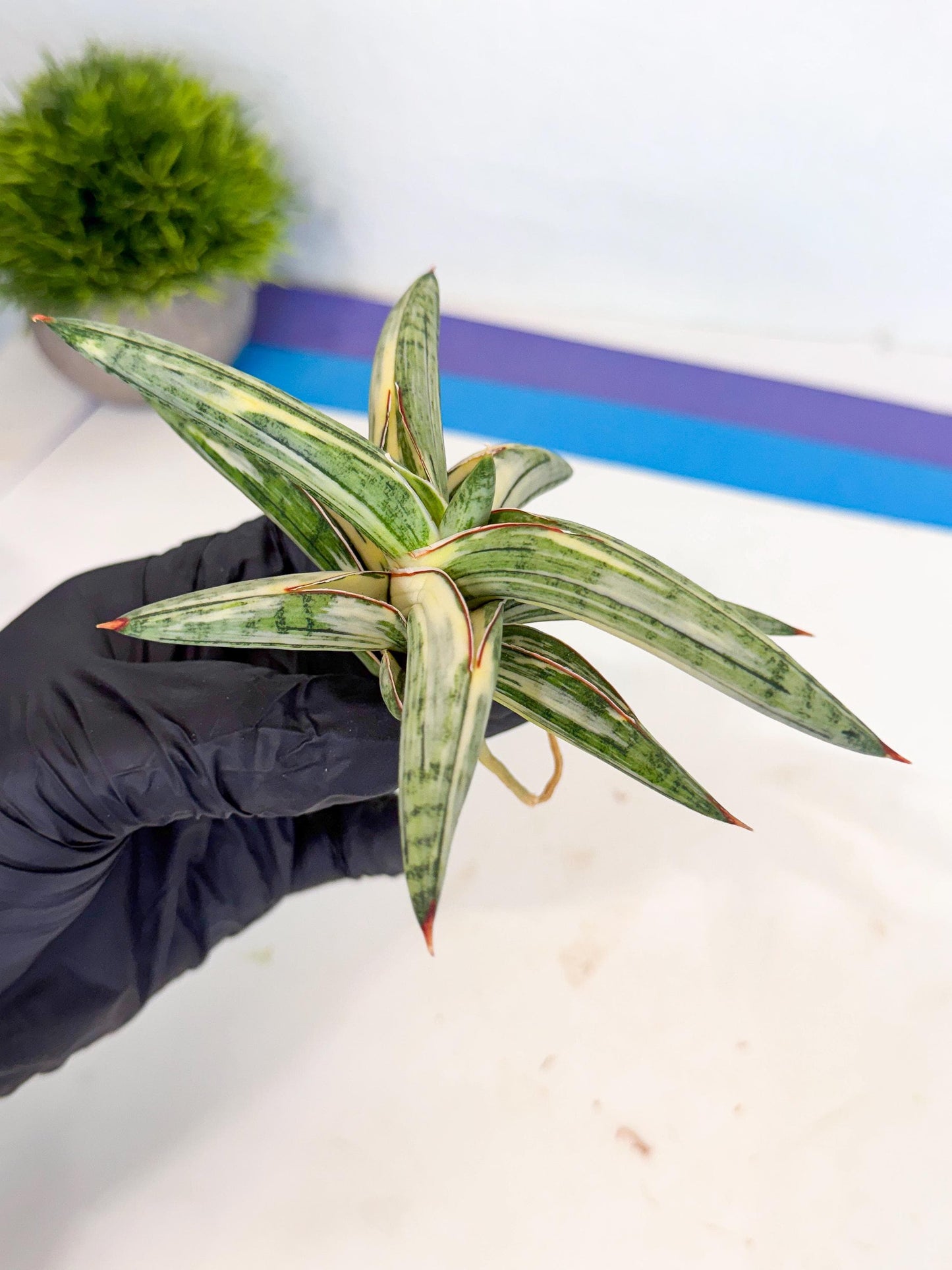 Sansevieria Lav 1970 var (ca4) (o) | Imported