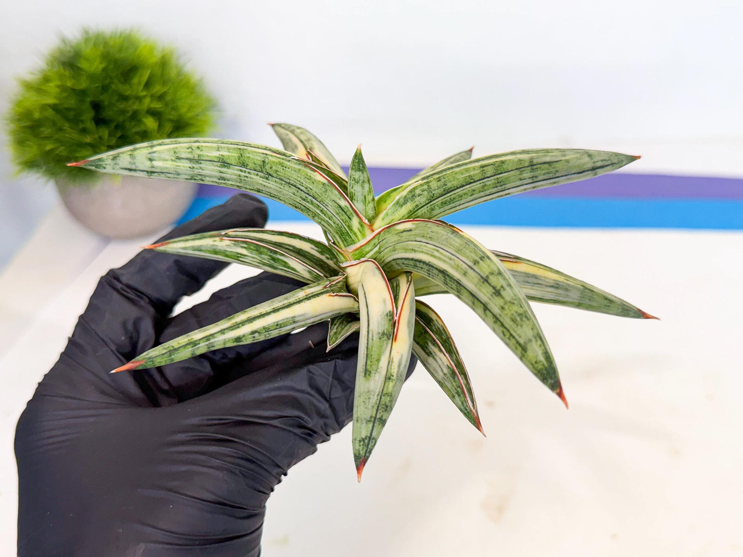 Sansevieria Lav 1970 var (ca4) (o) | Imported