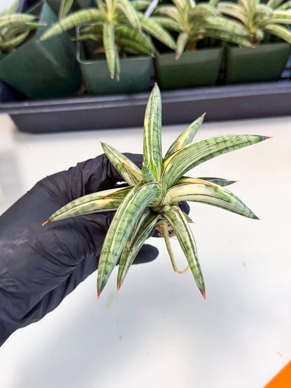 Sansevieria Lav 1970 var (ca4) (o) | Imported