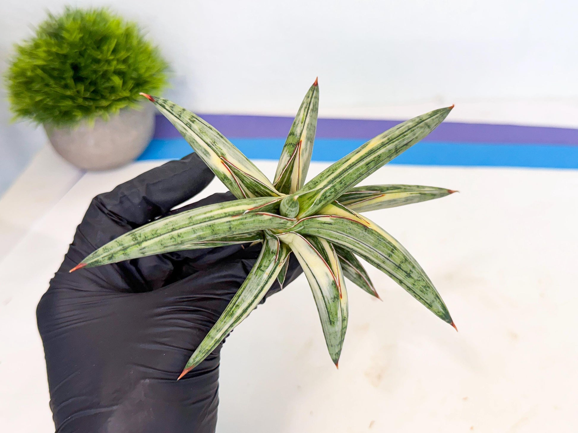 Sansevieria Lav 1970 var (ca4) (o) | Imported