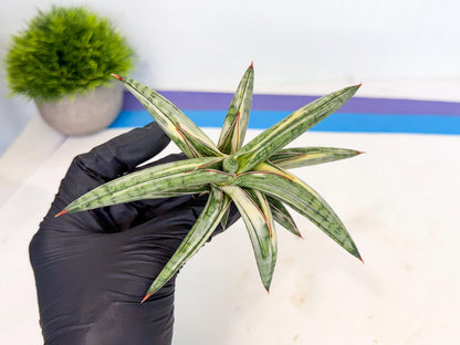 Sansevieria Lav 1970 var (ca4) (o) | Imported