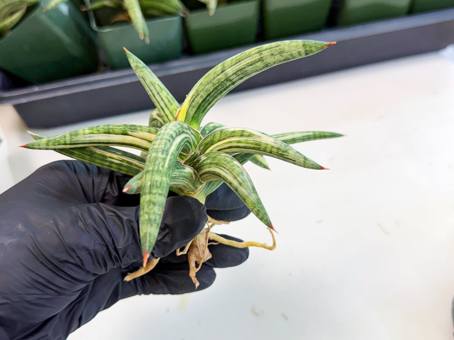 Sansevieria Lav 1970 var (ca4) (p) | Imported