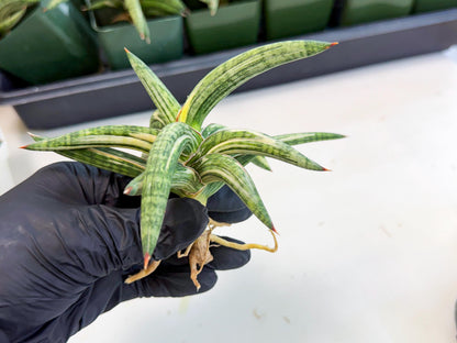 Sansevieria Lav 1970 var (ca4) (p) | Imported