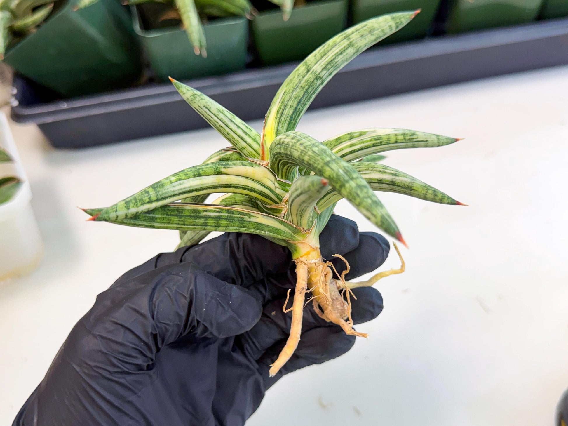 Sansevieria Lav 1970 var (ca4) (p) | Imported