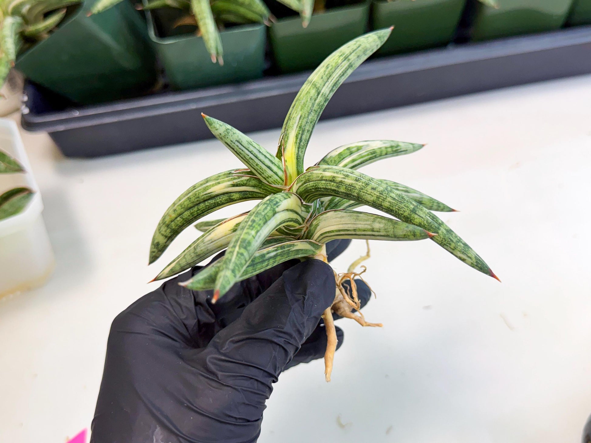 Sansevieria Lav 1970 var (ca4) (p) | Imported