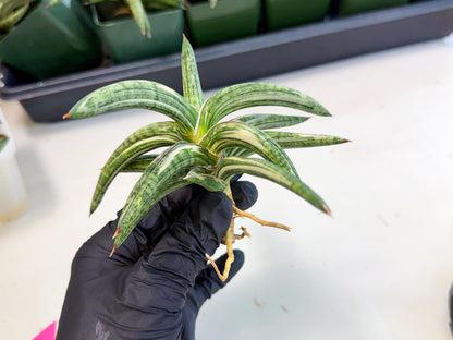 Sansevieria Lav 1970 var (ca4) (p) | Imported