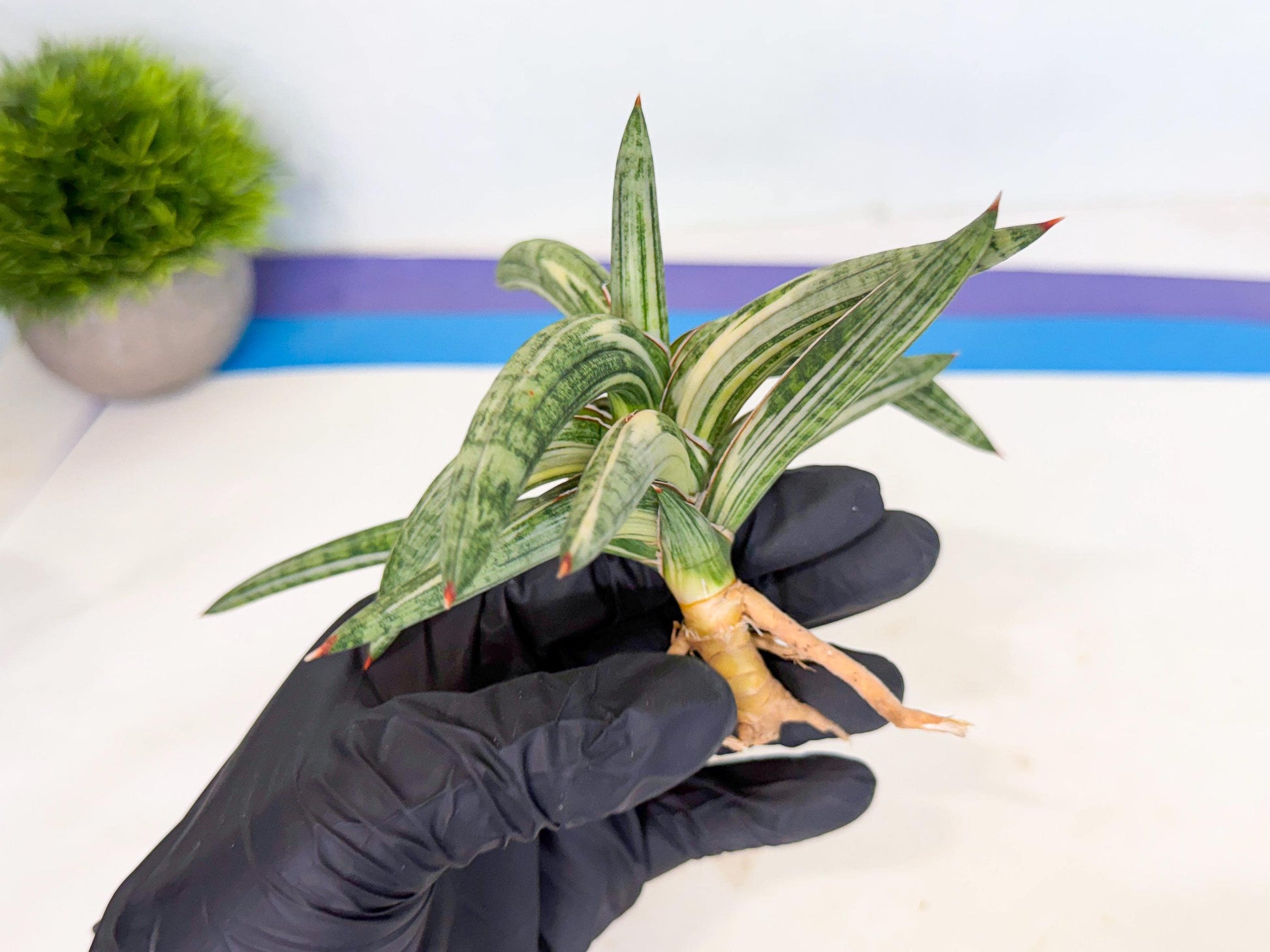 Sansevieria Lav 1970 var (ca4) (p) | Imported