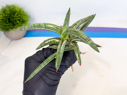 Sansevieria Lav 1970 var (ca4) (p) | Imported
