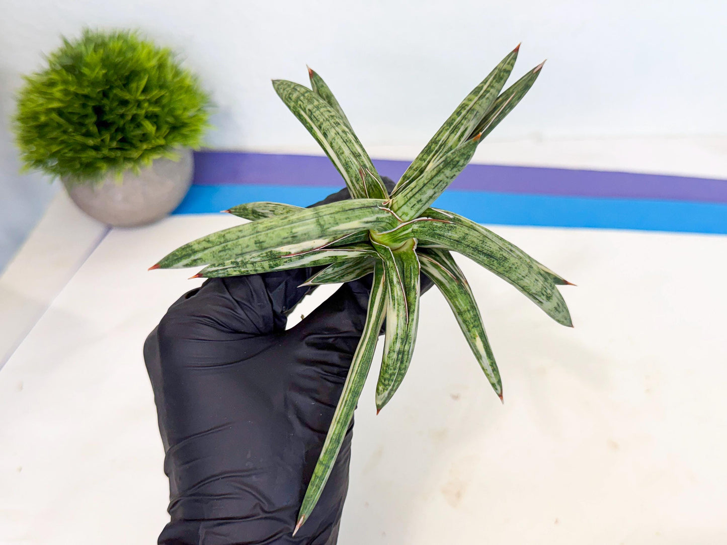 Sansevieria Lav 1970 var (ca4) (p) | Imported