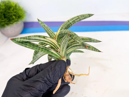 Sansevieria Lav 1970 var (ca4) (p) | Imported