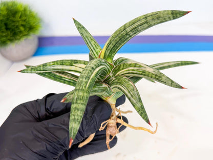 Sansevieria Lav 1970 var (ca4) (p) | Imported
