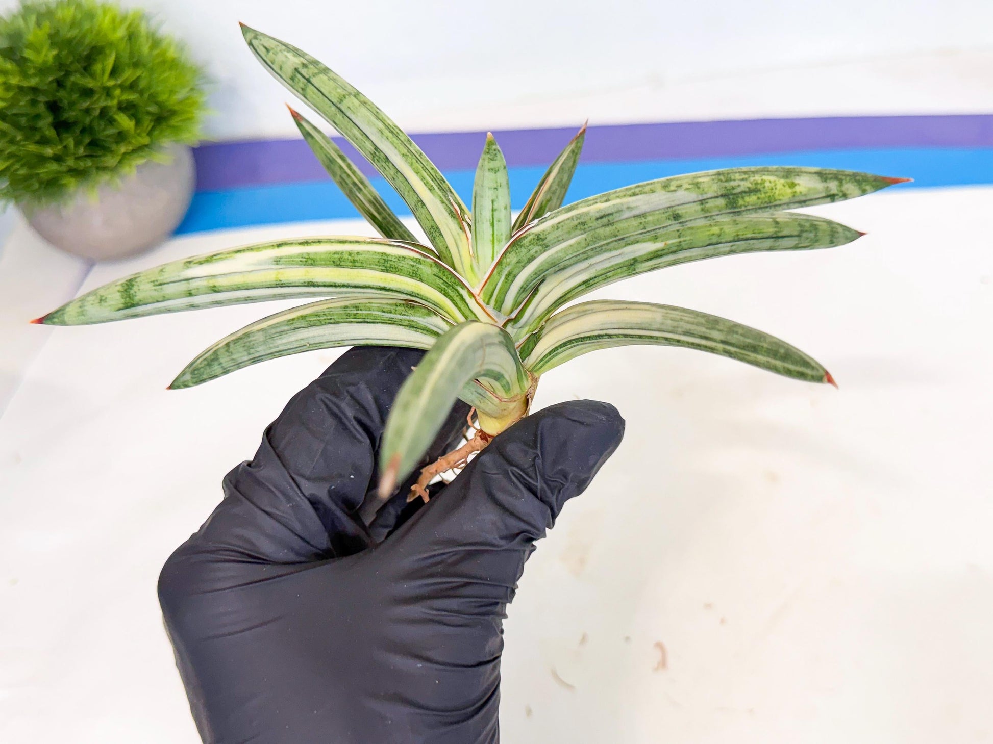 Sansevieria Lav 1970 var (ca4) (r) | Imported