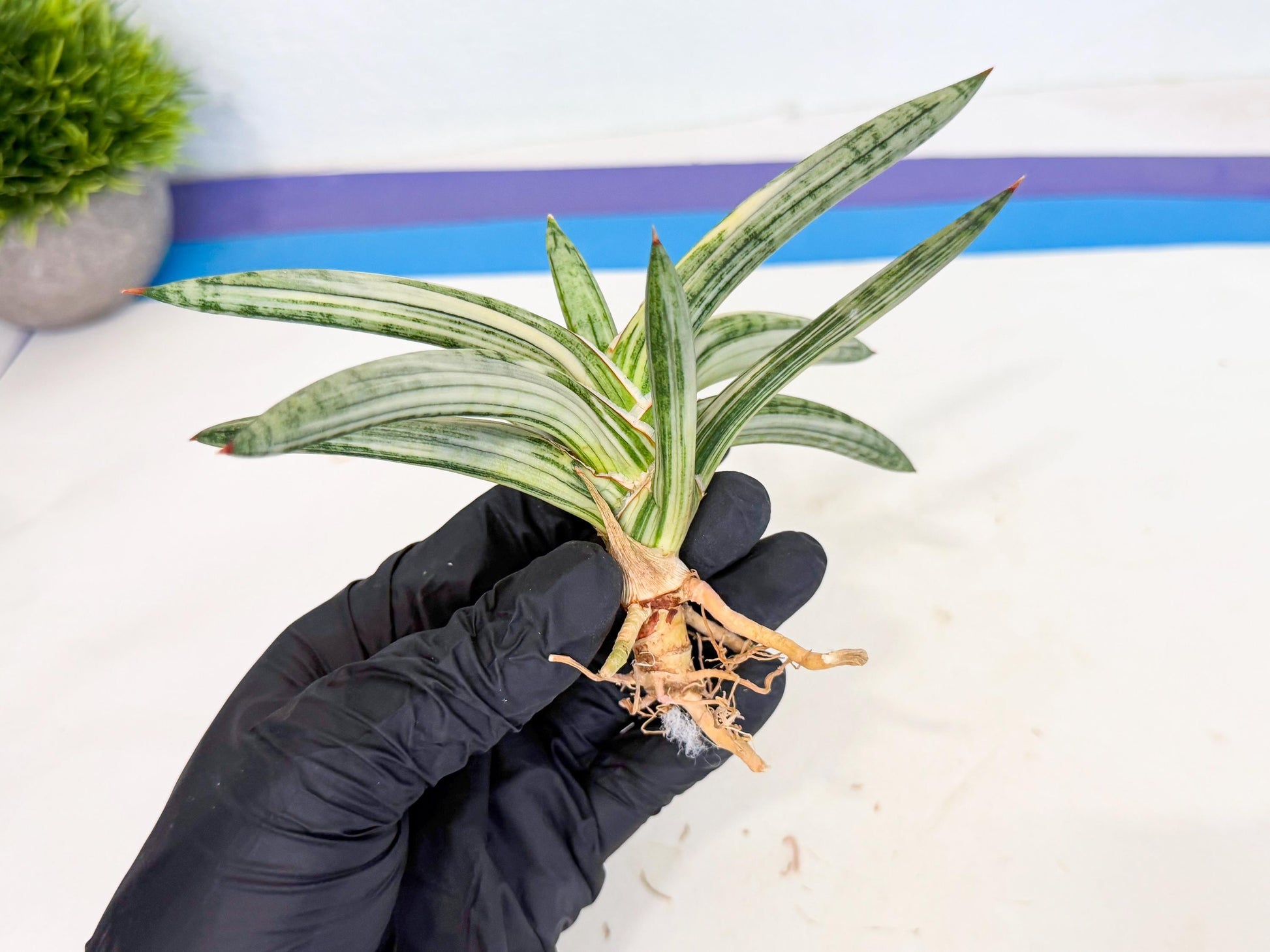 Sansevieria Lav 1970 var (ca4) (r) | Imported