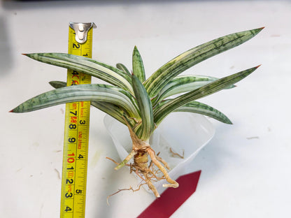 Sansevieria Lav 1970 var (ca4) (r) | Imported