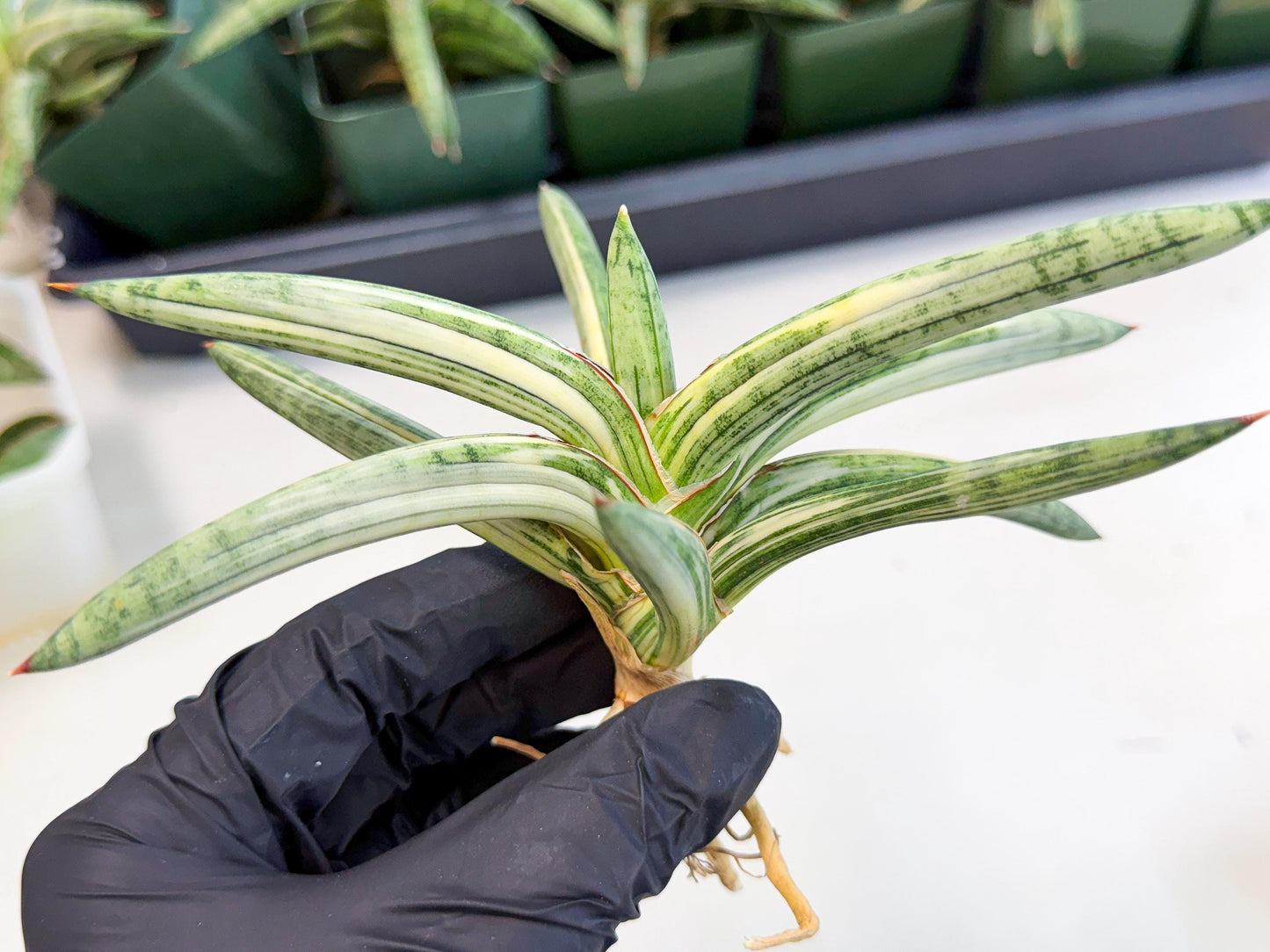 Sansevieria Lav 1970 var (ca4) (r) | Imported