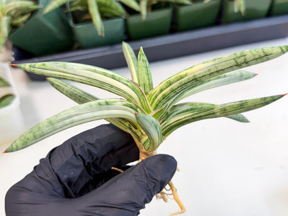 Sansevieria Lav 1970 var (ca4) (r) | Imported