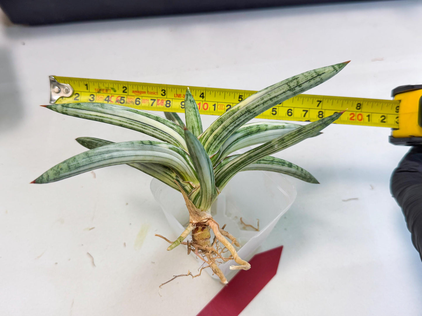 Sansevieria Lav 1970 var (ca4) (r) | Imported
