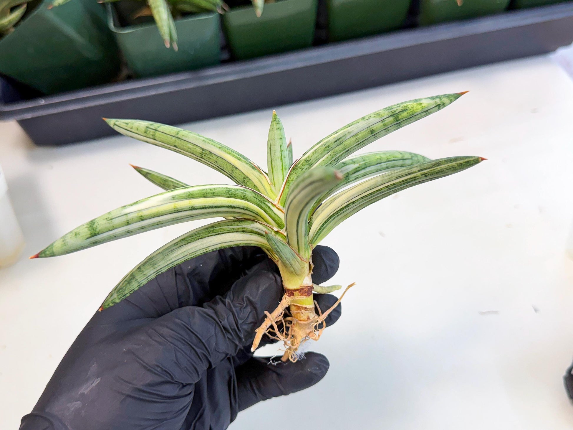 Sansevieria Lav 1970 var (ca4) (r) | Imported