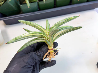 Sansevieria Lav 1970 var (ca4) (r) | Imported