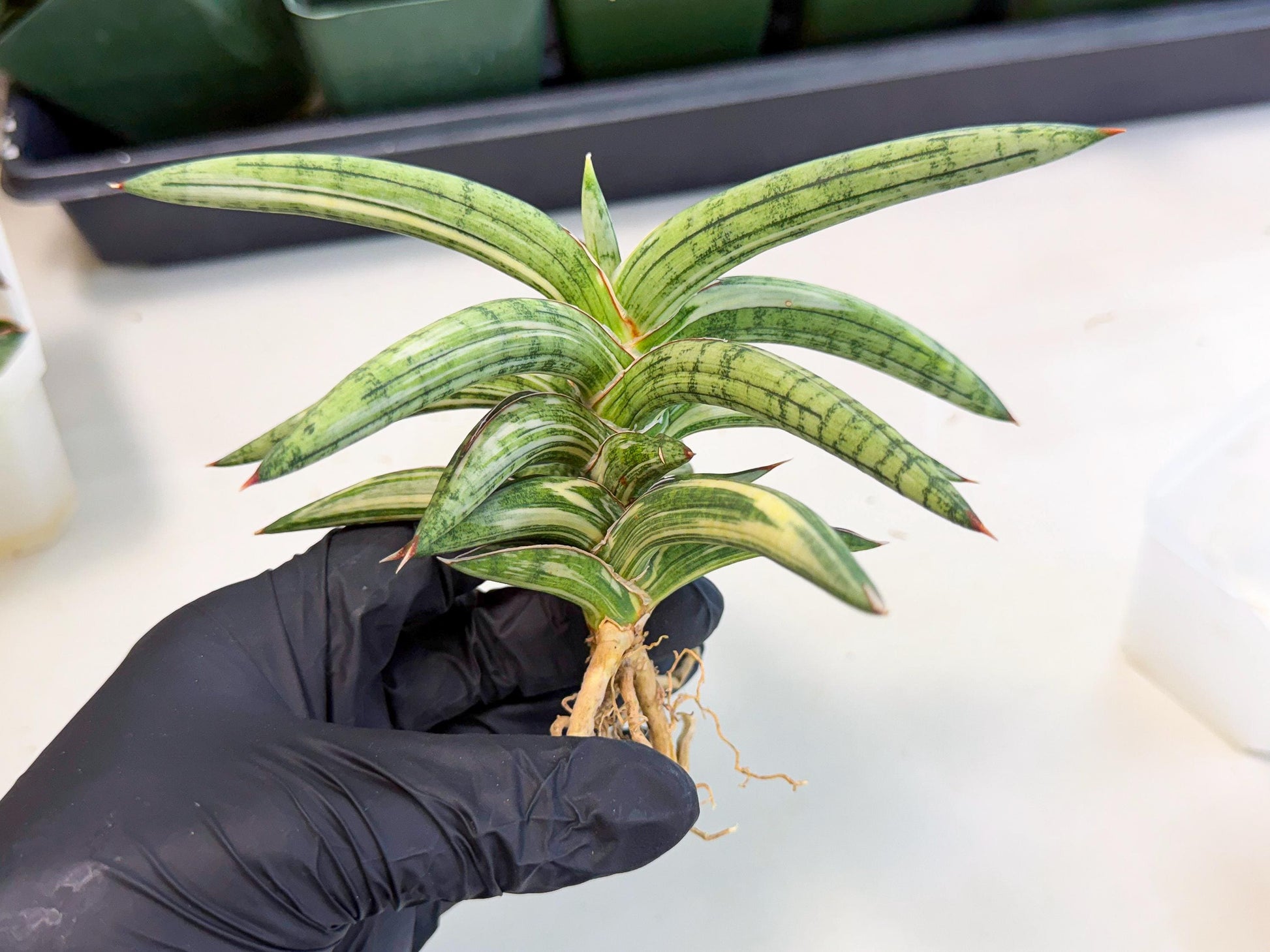 Sansevieria Lav 1970 var (ca4) (y) | Imported