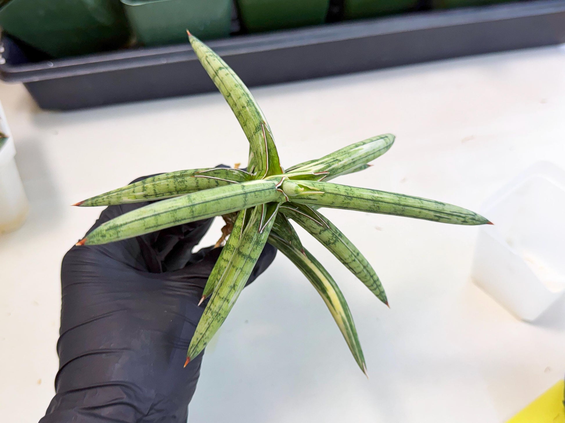 Sansevieria Lav 1970 var (ca4) (y) | Imported