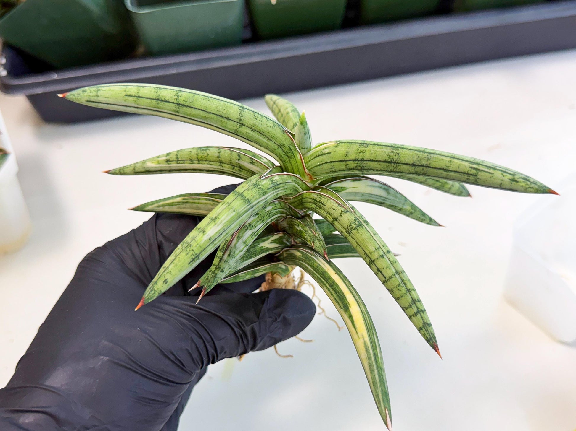 Sansevieria Lav 1970 var (ca4) (y) | Imported