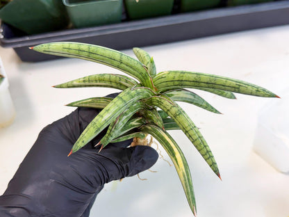 Sansevieria Lav 1970 var (ca4) (y) | Imported