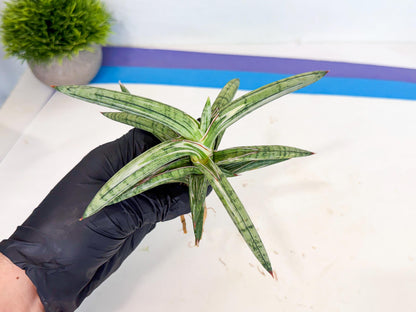 Sansevieria Lav 1970 var (ca4) (y) | Imported