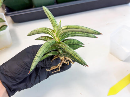 Sansevieria Lav 1970 var (ca4) (y) | Imported