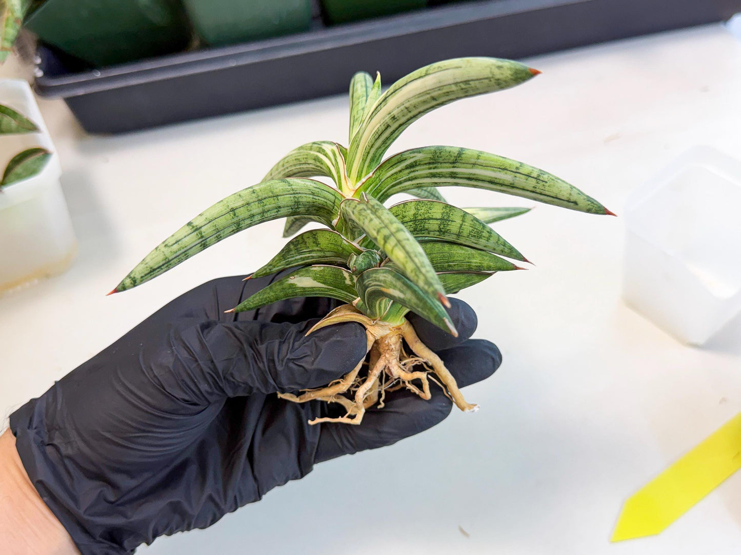 Sansevieria Lav 1970 var (ca4) (y) | Imported